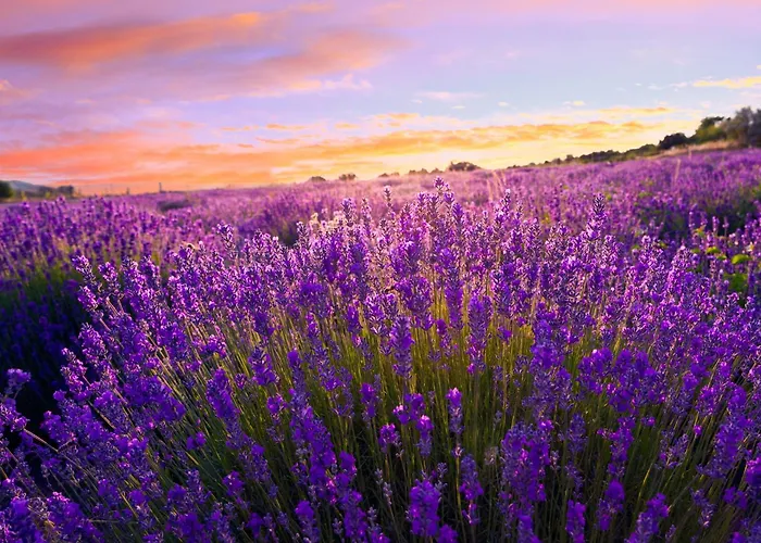 In - Balaton 53129 アパート *